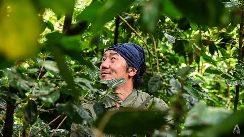 Kopi Thailand di tengah paradoks: Permintaan tinggi, panen menyusut