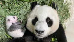 Related article image