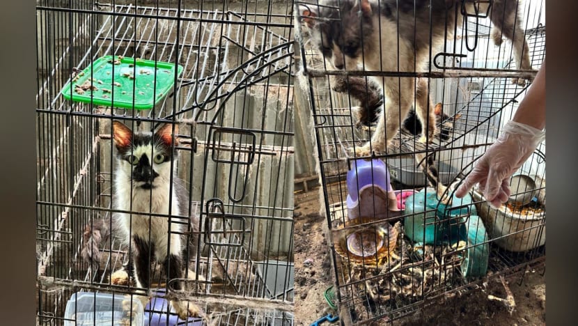 Skeletal remains of 3 cats found in rental flat, 2 others rescued from cage Skeletal remains of 3 cats found in rental flat, 2 others rescued from cage