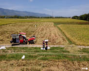 Indonesia says will halt forest destruction for rice paddies