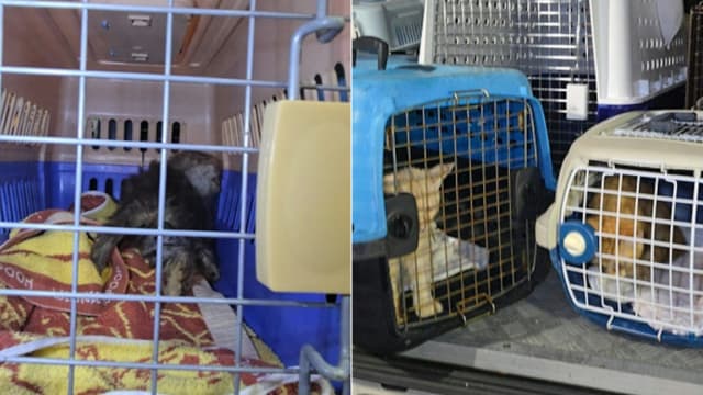 香港住宅单位传恶臭味 女屋主涉虐动物被捕