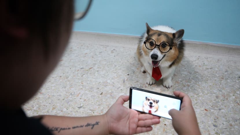 Boasting thousands of Instagram followers, pet influencers are giving their human counterparts a run for their money