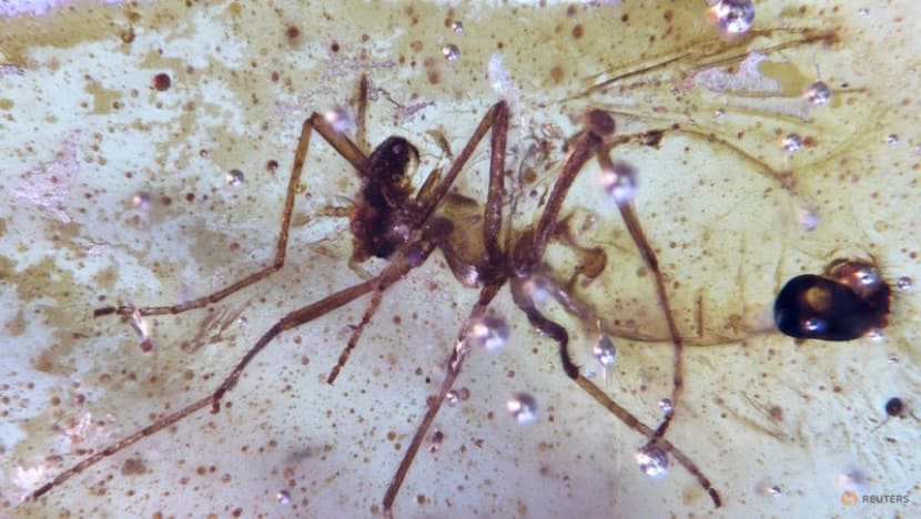 Amber from Ecuador reveals insects from the age of dinosaurs