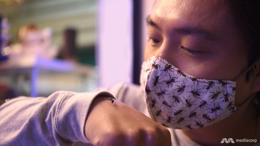 ‘It started from a hobby’: Meet the ant collector who left his job to open an ant shop
