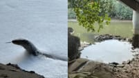 Pasir Ris Residents Concerned Over Possible Pollution After Spotting Foamy Water That This Monitor Lizard Was Soaking In
