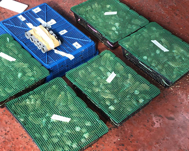 Record 815 birds found in bus as 'chirping sounds' foil smuggling attempt at Woodlands Checkpoint