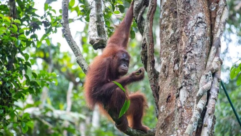 Menteri Sarawak persoal cadangan 'diplomasi orang utan'; tegas tidak perlu beri haiwan sebagai hadiah