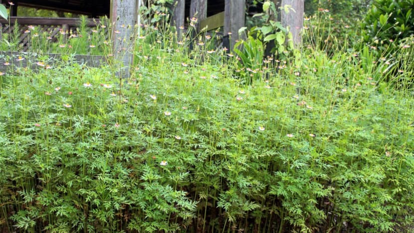 Penyelidik UKM berjaya hasilkan ekstrak ulam raja bagi cegah demensia