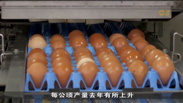 创新方案带动 本地鸡蛋蔬菜海鲜每公顷产量上升 