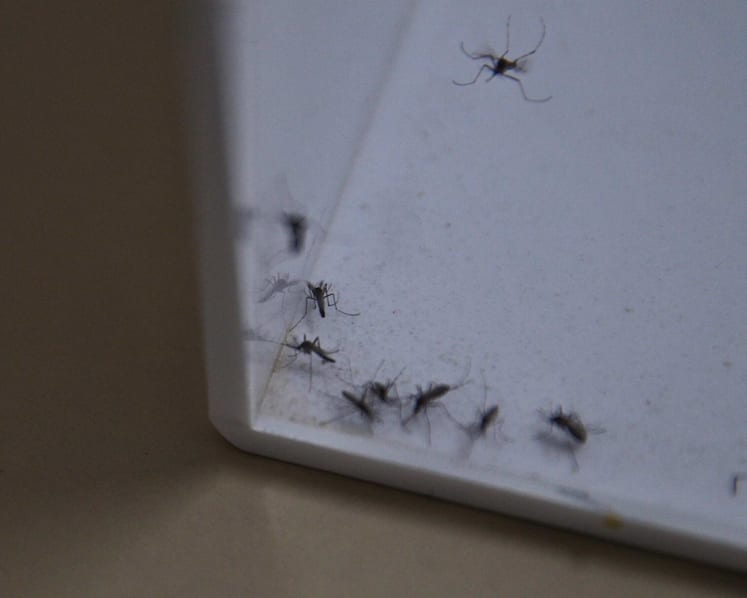 I've been killing the 'helpful' Project Wolbachia mosquitoes, as they are a nuisance