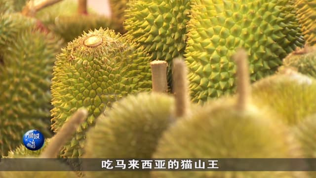狮城有约 | 榴梿丰收步入尾声 猫山王价格料回弹