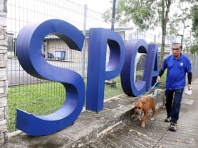 Love them, but not too much: SPCA's longest-serving employee on coping with the ups and downs of handling animals for 46 years