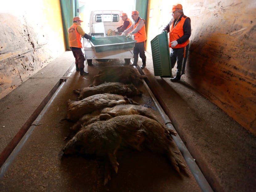 Gallery: Six years after Fukushima disaster, a new danger looms: Radioactive boars