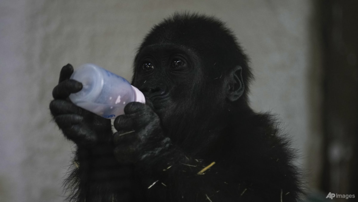 Baby gorilla rescued from flight to Thailand recovers at Istanbul zoo Baby gorilla rescued from flight to Thailand recovers at Istanbul zoo