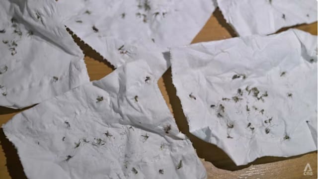 苦苦对抗“蚊子军团”夜难眠 罗威路居民：什么办法都用上了