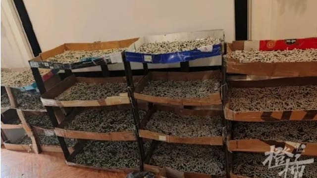 为圆儿子蚕丝被梦 中国女子在家养1.2万只蚕宝宝