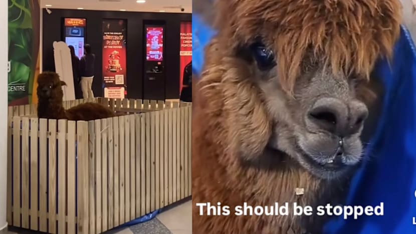 Alpaca Found In Cramped Pen In M’sia Mall Sparks Animal Abuse Allegations