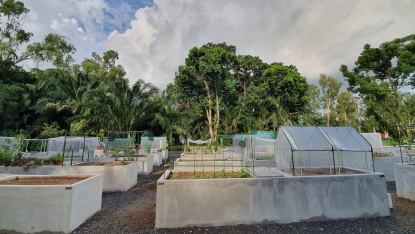 360 new allotment gardening plots to be launched at 8 parks islandwide
