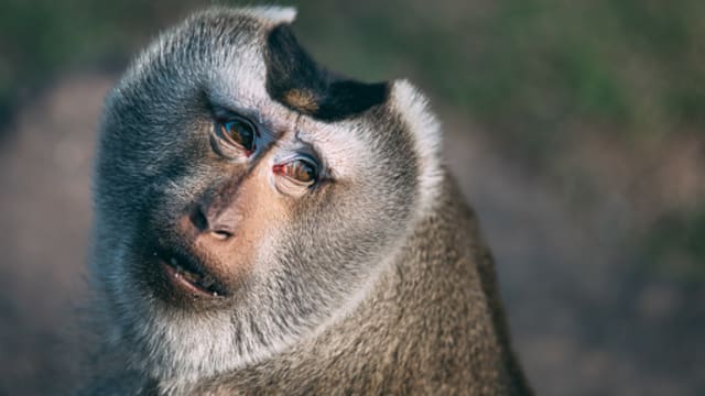涉强迫猴子饮酒吸烟 芭提雅外籍男子被谴责
