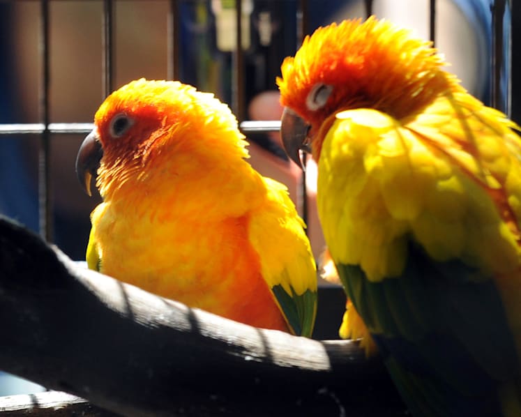 Woman jailed after beating stepchild’s pet parrot to death