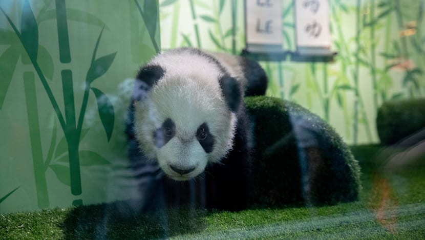 Explainer: Why must panda cub Le Le return to China instead of staying with its parents at River Wonders?