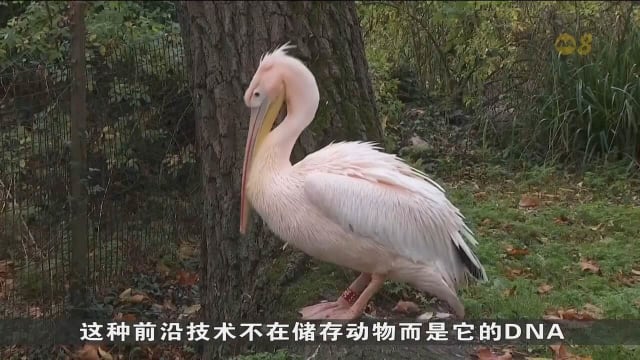 英国冷冻濒危动物细胞样本 冀改写灭绝物种命运