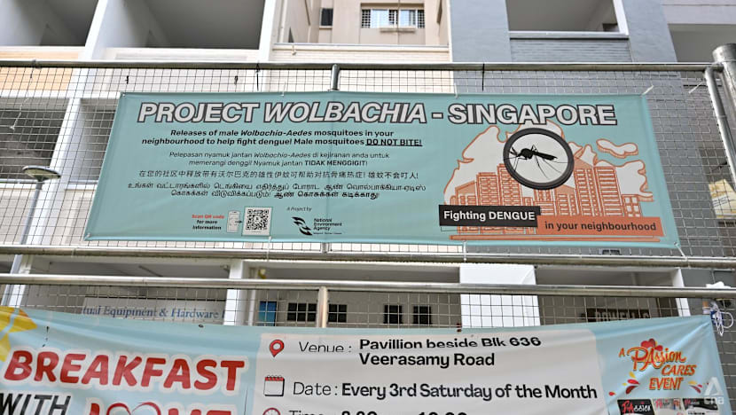 Commentary: 10 years and millions of mosquitoes later, Project Wolbachia did more than fight dengue