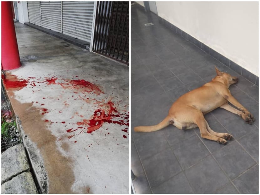 Shah Alam district police chief assistant commissioner Baharudin Mat Taib said that the man claimed to have shot the dogs out of revenge as they had attempted to attack his two sons who are aged seven and 12.