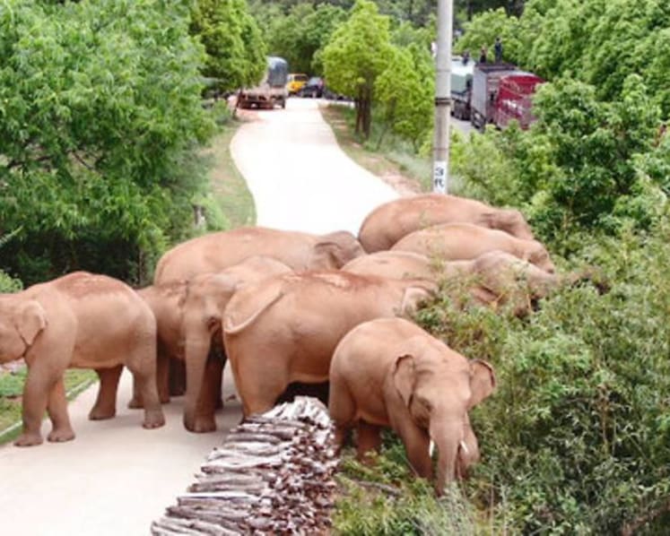 China's wandering elephants on the move again