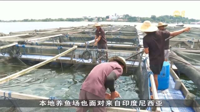 运营成本上涨 养鱼场用科技提高生产率 