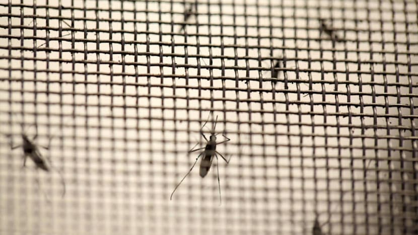 4 dengue deaths in past month: MOH, NEA
