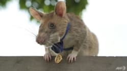 Related article image