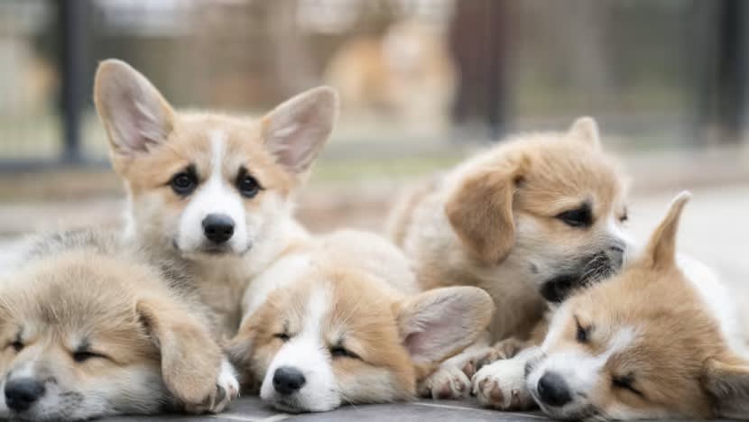 Lelaki biak 19 anjing secara haram didenda S$9,000 Lelaki biak 19 anjing secara haram didenda S$9,000