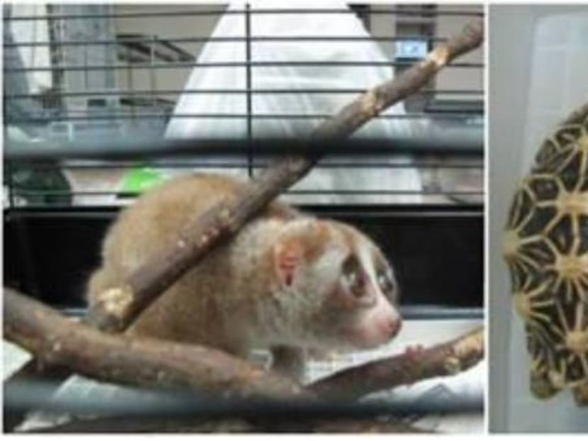 A slow loris and two Indian star tortoises were among the 30 wild animals seized. Photo: AVA