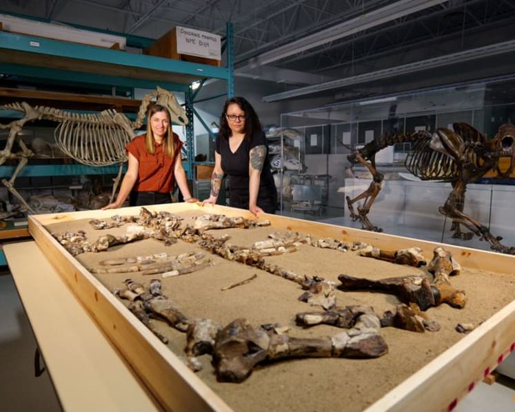 Hornless rhino roamed Canadian High Arctic 23 million years ago