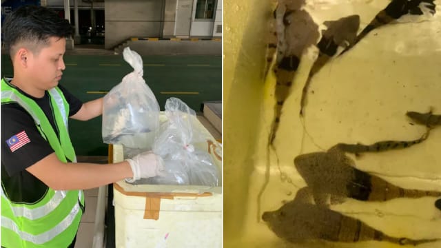 企图从我国走私90条观赏鱼入马国 男子关卡被捕