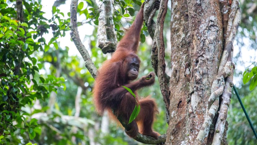Sarawak minister pushes back against ‘orangutan diplomacy’ idea, says no to apes as gifts Sarawak minister pushes back against ‘orangutan diplomacy’ idea, says no to apes as gifts