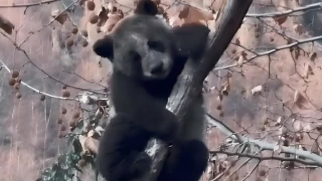 黑白变全黑？熊猫幼崽“挖煤造型”走红
