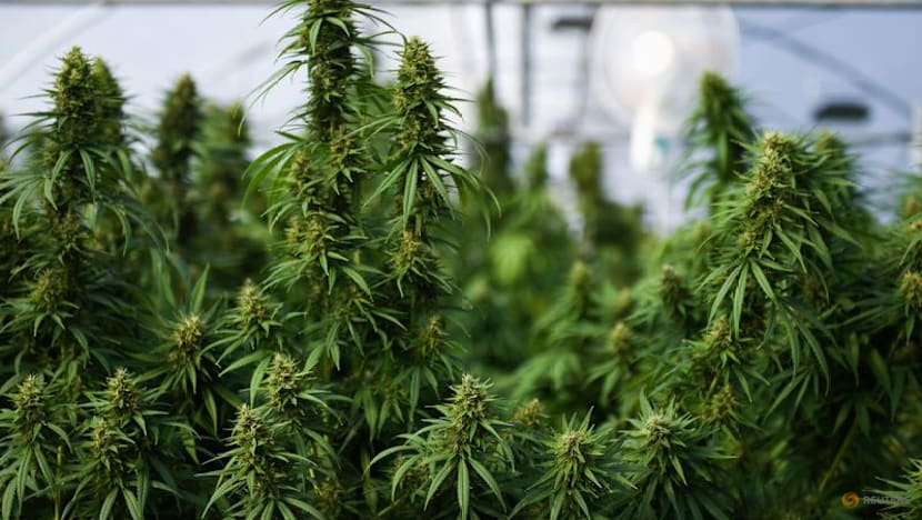 US eases access to marijuana for medical use    