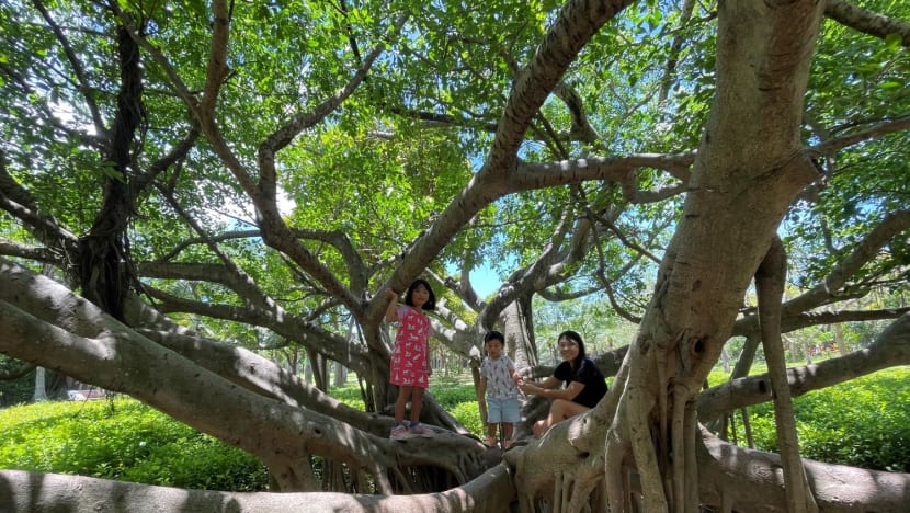 Commentary: How I use Singapore's flora and fauna to wean my children off their digital devices