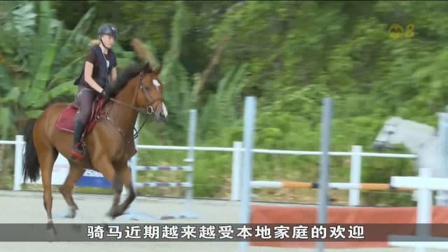 马年带动“宠物经济”升温 本地学骑马咨询量激增五成