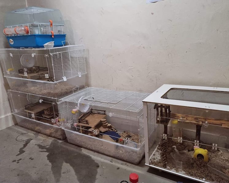 #trending: Hamsters found neglected, dead and rotting at Hougang HDB common area