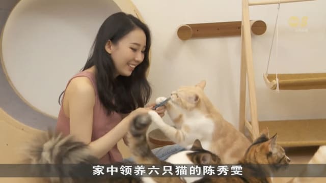 近九成饲主为宠物猫绝育 仅不到三成置入芯片