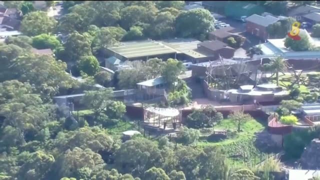 澳洲悉尼塔龙加动物园五头狮子逃出园区