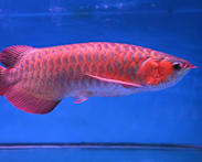 Delivery rider fined by court for leaving S$1,500 arowana in his car for 4 hours, killing it