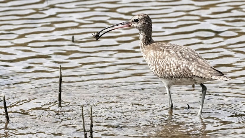 Satellite tracking of migratory birds to take flight this year