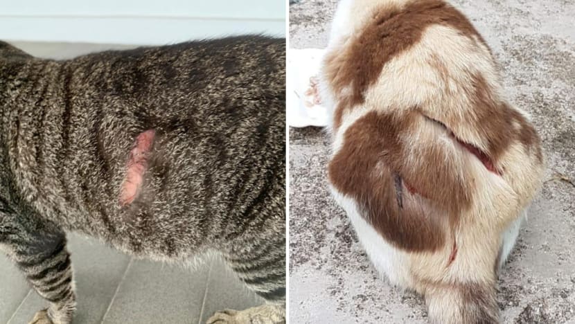 Man charged with animal cruelty over Ang Mo Kio cat slashing, held for psychiatric observation