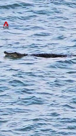 Crocodile sighting halts water activities at 3 beaches in Sentosa, search ongoing