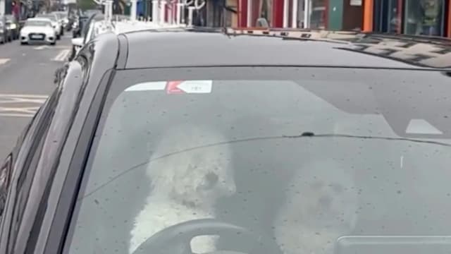 爱尔兰狗狗按喇叭催饲主回来“狗训练人类”萌翻网民