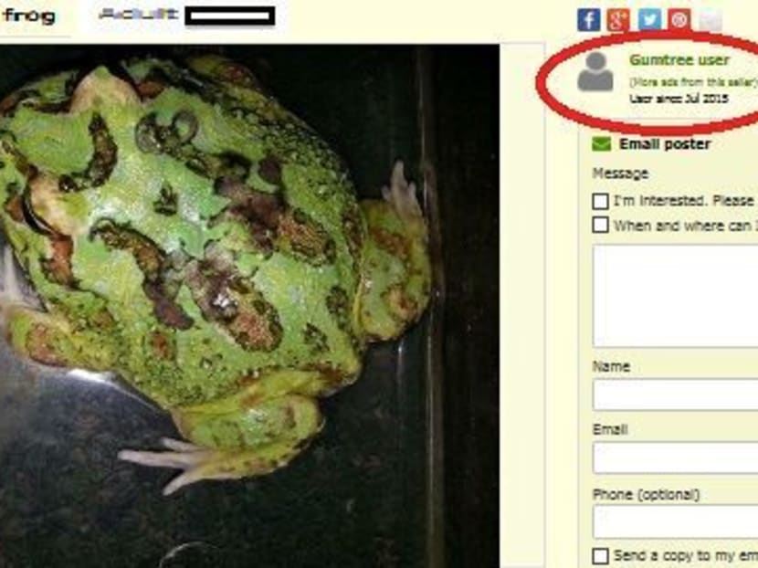 Illegal pet advertisements rife on online platforms: ACRES